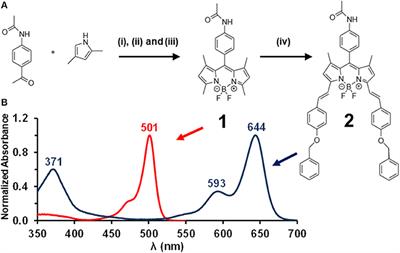 Optical Limiting and Femtosecond Pump-Probe Transient Absorbance Properties of a 3,5-distyrylBODIPY Dye